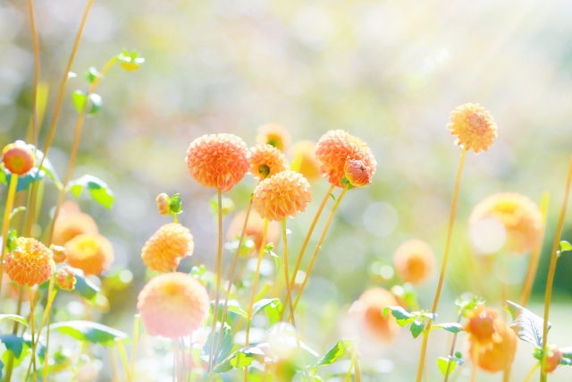 柔らかな陽光を浴びて咲くオレンジ色の花々