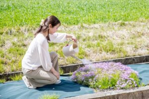花壇に咲く紫色の花へじょうろで水やりをする女性