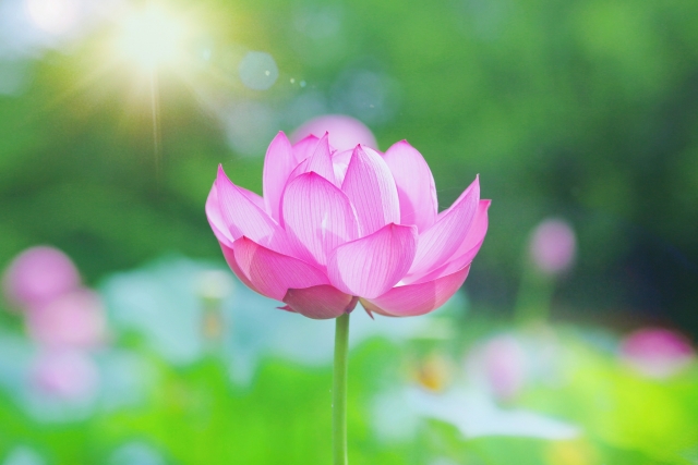 柔らかな陽光を浴びて咲く鮮やかなピンク色の蓮の花