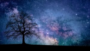 満天の星空と天の川に浮かぶ一本の木のシルエット