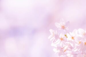 淡いピンクの背景に優しく咲く美しい桜の花