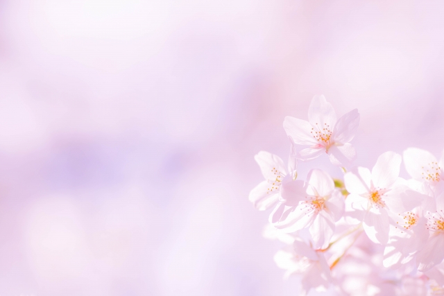 淡いピンクの背景に優しく咲く美しい桜の花